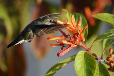 Mi Gran Zumbadorcito (Mellisuga minima)