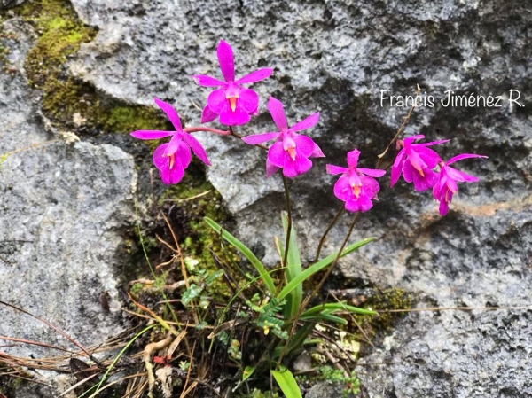 Quisqueya ekmanii, una orquídea rara de la República Dominicana