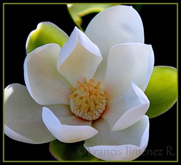 Imparten taller sobre la conservación de Las Magnolias en el Jardín Botánico